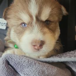 Orion - Red and white male Siberian Husky puppy in Swansea, Illinois from Husky B's