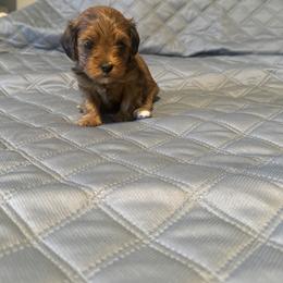 Cavapoo and Maltipoo Puppies from Julie Chandler