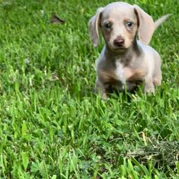 Sonny - Fawn (Isabella) male Dachshund puppy in Tulsa County, Oklahoma from Willow Creek Miniature Dachshunds