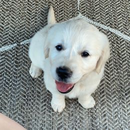 Golden Retriever Puppies from Autumn Lane Goldens