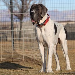 Handsome Stranger 'Rico Suave' - Great Dane