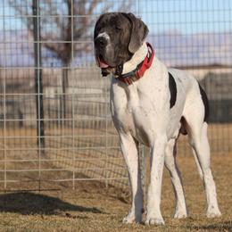 Handsome Stranger 'Rico Suave' - Great Dane