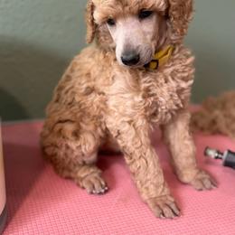 Evie - Apricot female Poodle puppy in Brooksville, Florida from Ariella Standard Poodles & Chinese Cresteds