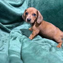 Jade - Dapple female Dachshund puppy in Mountain Home, Arkansas from Furry Friends Kennel