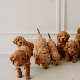 Goldendoodle Puppies from Patton Doodles