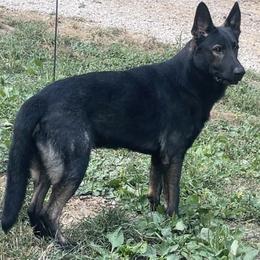 German Shepherd puppies from Illyria Dox & GSD