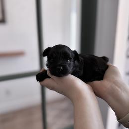 Velma - Black and tan female Yorkshire Terrier puppy in Elk Ridge, Utah from Janita's Yorkshire Terriers