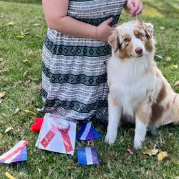 Australian Shepherds from Somerset Australian Shepherds