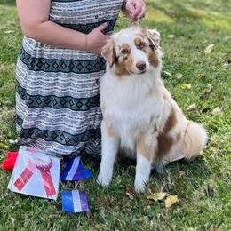 Australian Shepherds from Somerset Australian Shepherds