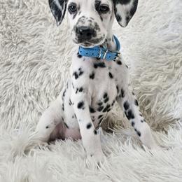 Triton - White and black male Dalmatian puppy in Gray, Georgia from Fuller Spots