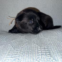 Teal Collar - Mahogany female Belgian Malinois puppy in Trenton, Georgia from Laeknir K9