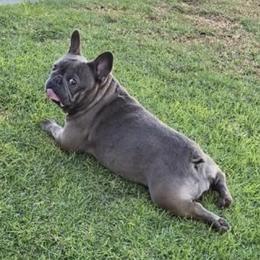 Hypebeast - French Bulldog