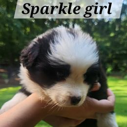 Sparkle - Black and white female Border Collie puppy in Powder Springs, Georgia from Snowbird Border Collies