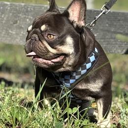 Reese's - Liver male French Bulldog puppy in Clinton, Tennessee from Firefield’s Frenchies