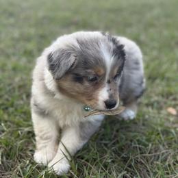 Lila - Blue merle female Australian Shepherd puppy in Orlando, Florida from Skaky Shepherds