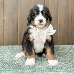 Curly - Tri-color male Bernedoodle puppy in Bellville, Ohio from Bernedoodle Buddies