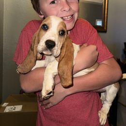 Basset Hound Puppies from Breeze Basset Hounds