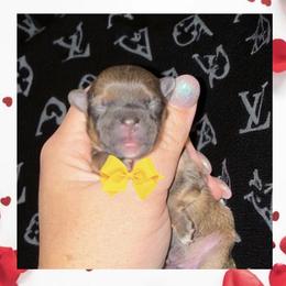 Brownie - Gold male Shorkie puppy in Midland, Texas from Southern Yorkie Pies