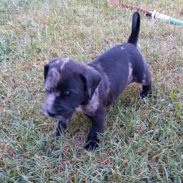 Catahoula Leopard Dog Puppies from Full Throttle Catahoulas