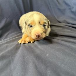 Sugar - Blue merle female Miniature Australian Shepherd puppy in Medical Lake, Washington from MAS Gone Rogue
