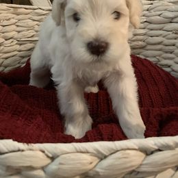 Miniature Schnauzer Puppies from Magnolia Schnauzers