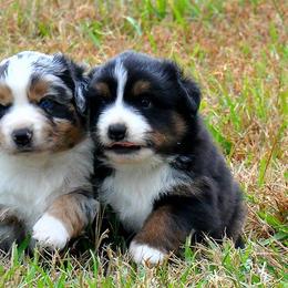 Aussiedoodles and Miniature Australian Shepherds from ETX Lazy D Aussies & Doodles