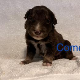 Comet - Red tri-color male Australian Shepherd puppy in Rose Hill, North Carolina from Motega Australian Shepherds