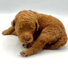 Paloma - Apricot female Goldendoodle puppy in Mount Pleasant, Tennessee from Doodle My Heart