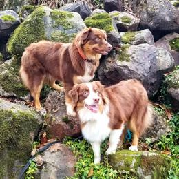 Australian Shepherd All Grown Up from Majestic Skyes Aussies