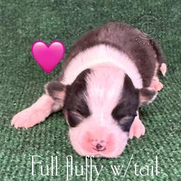 Marsh - Black and tan female American Corgi puppy in Hico, Texas from Chisholm Trail Kennels