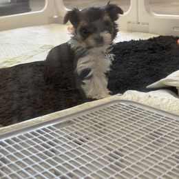 Biewer Terrier, Cavapoo, Cockapoo, Goldendoodle, Poodle, and Yorkshire Terrier Puppies from Pucci Pawfect
