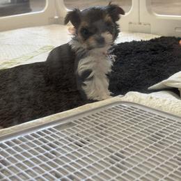Biewer Terrier, Cavapoo, Cockapoo, Goldendoodle, Poodle, and Yorkshire Terrier Puppies from Pucci Pawfect