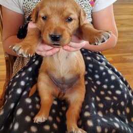 Lime - Dark golden female Golden Retriever puppy in Lanesboro, Minnesota from Eagle Ridge Golden Retrievers