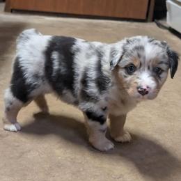 Lucky - Blue merle male Miniature Australian Shepherd puppy in Crockett, Texas from Pleasant Grove Aussies