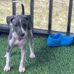 Angel (Ann) - White and blue female Italian Greyhound puppy in Brooksville, Florida from Fisher Link