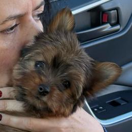 Lolita Lola - Gold female Yorkshire Terrier puppy in Cape Coral, Florida from Katherine’s Yorkies and Poodles