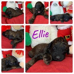 Poodle Puppies from Wonderland Kennel