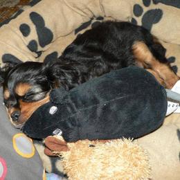 Cavalier King Charles Spaniel Puppies from 7 Bridges Cavaliers