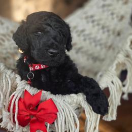 Tomato - Black male Poodle puppy in Springfield, Oregon from Valaurah Farms