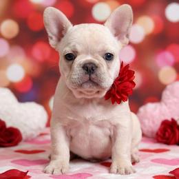 Lacey - White female French Bulldog puppy in Omaha, Nebraska from Colorful Dachshunds