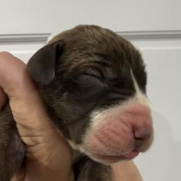 Amy Grant - Chocolate brindle female Great Dane puppy in Florida from Beachside Kennels