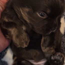 Toffee - Chocolate and tan female Shih Tzu puppy in Kernersville, North Carolina from SweetTee's Shih Tzus LLC