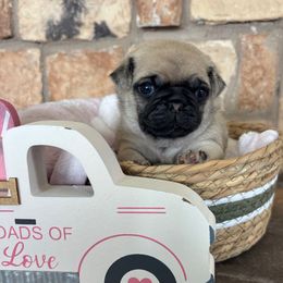 Black collar - Fawn male Pug puppy in Tucson, Arizona from Furever Friends