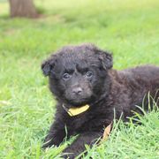 Boo Berry. - Black Mudi puppy in Valley Mills, Texas from Graves Farm Mudi