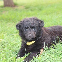 Boo Berry. - Black Mudi puppy in Valley Mills, Texas from Graves Farm Mudi