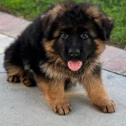 German Shepherd Puppies from Von Legends Burg