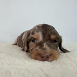 Shakti - Dapple female Dachshund puppy in Sonora, California from HEFFERNAN HOUNDS