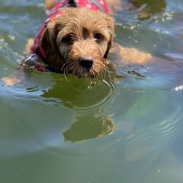 Bernedoodle, Goldendoodle, and Aussiedoodle Puppies from Lakeside Doodles