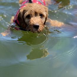 Bernedoodle, Goldendoodle, and Aussiedoodle Puppies from Lakeside Doodles