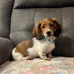 Timmy - Piebald male Dachshund puppy in Sedalia, Missouri from Sho Me Spots